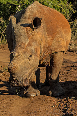 Rinoceronte bianco (Ceratotherium simum)
