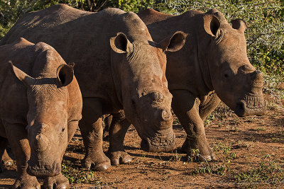 Rinoceronte bianco (Ceratotherium simum)