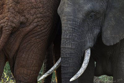 Elefante africano (Loxodonta africana)