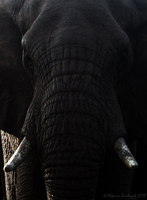 Elefante africano (Loxodonta africana)