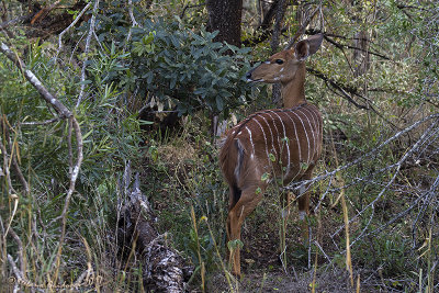  Nyala (Tragelaphus angasii) - female