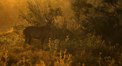 Cobo o Antilope dacqua (Kobus ellipsiprymnus