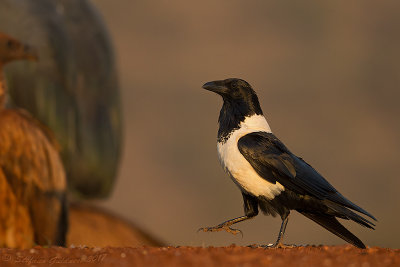 Pied Crow (Corvus albus)