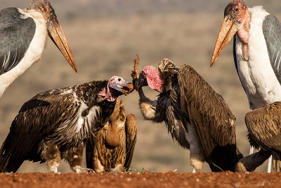 Lappet-faced vulture (Torgos tracheliotus)