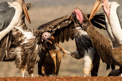 Lappet-faced vulture (Torgos tracheliotus)