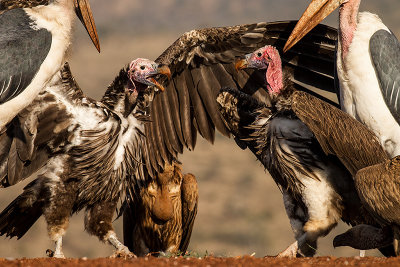 Lappet-faced vulture (Torgos tracheliotus)