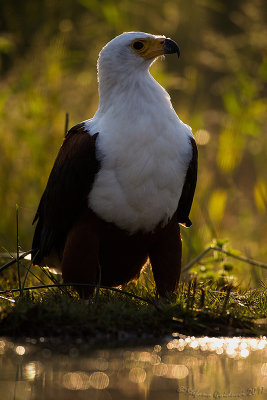 African Fish-Eagle (Haliaeetus vocifer)