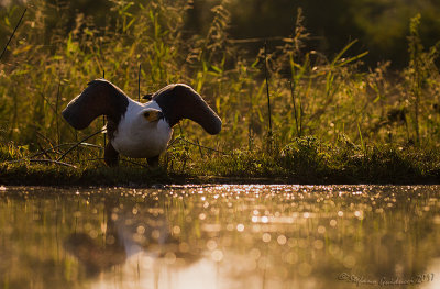 African Fish-Eagle (Haliaeetus vocifer)