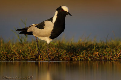  Blacksmith Lapwing (Vanellus armatus)