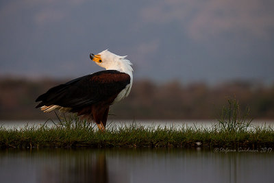 African Fish-Eagle (Haliaeetus vocifer)