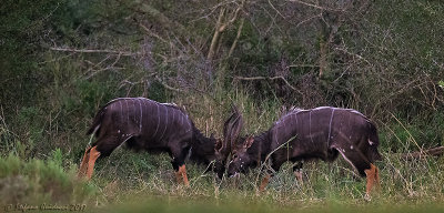 Nyala (Tragelaphus angasii) 