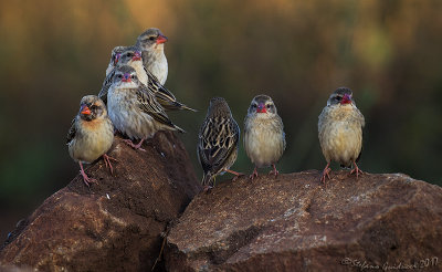 Red-billed Quelea (Quelea quelea)