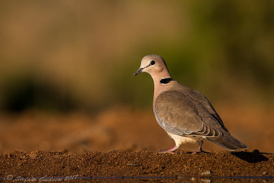 Cape Turtle-Dove (Streptopelia capicola)