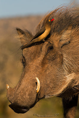 Red-billed Oxpecker (Buphagus erythrorhynchus)