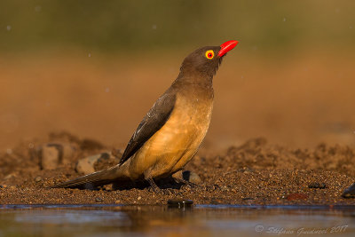 Red-billed Oxpecker (Buphagus erythrorhynchus)