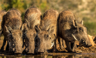 Facocero (Phacochoerus africanus)