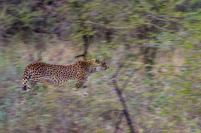 Ghepardo (Acinonyx jubatus)