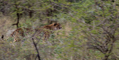 Ghepardo (Acinonyx jubatus)