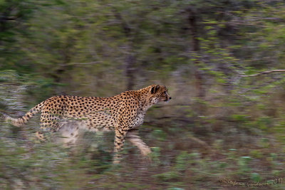 _Ghepardo (Acinonyx jubatus)