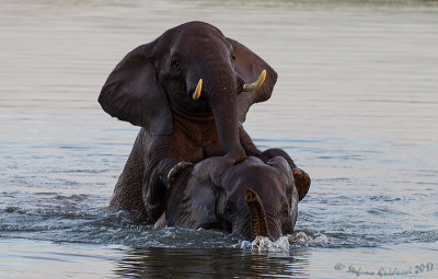 Elefante africano (Loxodonta africana)