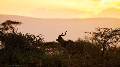 Kudu Maggiore (Tragelaphus strepsiceros)