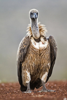 Cape Vulture (Gyps coprotheres)