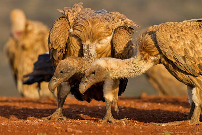 Cape Vulture (Gyps coprotheres)