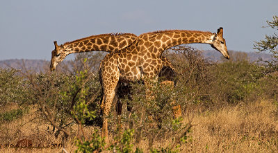 Giraffa (Giraffa giraffa)