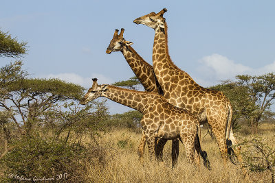 Giraffa (Giraffa giraffa)
