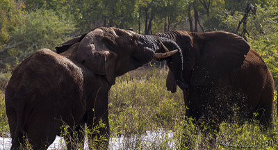 Elefante africano (Loxodonta africana)