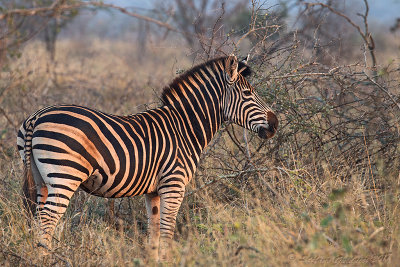 Zebra (Equus quagga) 