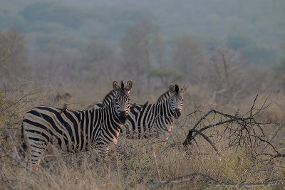 Zebra (Equus quagga) 