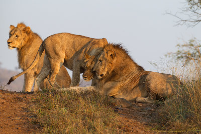 Leone (Panthera leo)