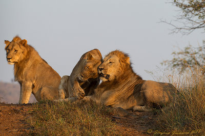 Leone (Panthera leo)