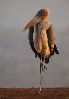 Marabou Stork (Leptoptilos crumeniferus)