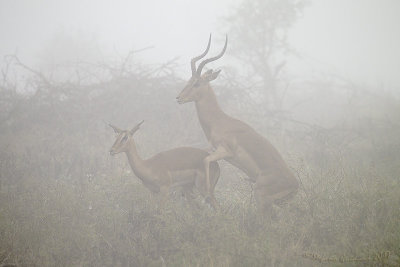 Impala (Aepyceros melampus)