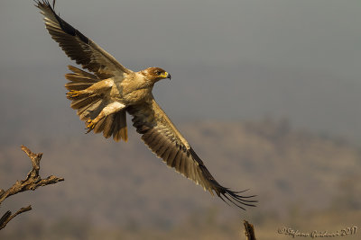 Tawny Eagle (Aquila rapax)