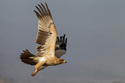 Tawny Eagle (Aquila rapax)