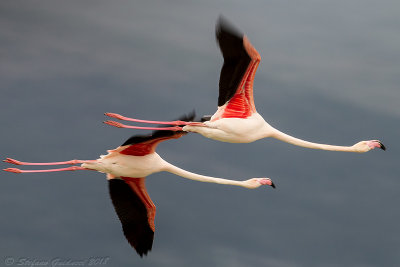 Fenicottero (Phoenicopterus roseus) - Greater Flamingo	