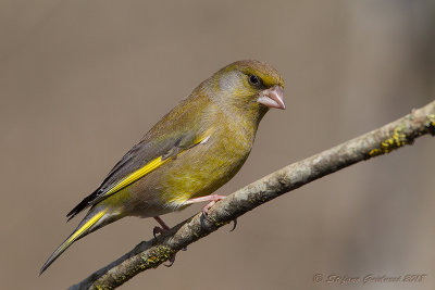 Verdone (Carduelis chloris) - European Greenfinch