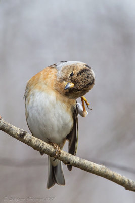 Peppola ♀ (Fringilla montifringilla) - Brambling	