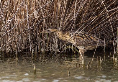 Tarabuso (Botaurus stellaris) - Bittern