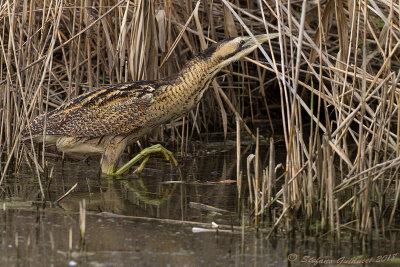 Tarabuso (Botaurus stellaris) - Bittern