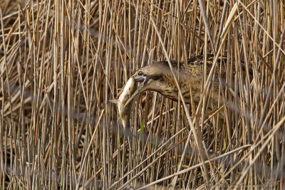 Tarabuso (Botaurus stellaris) - Bittern