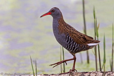 Porciglione (Rallus aquaticus) - Water Rail	