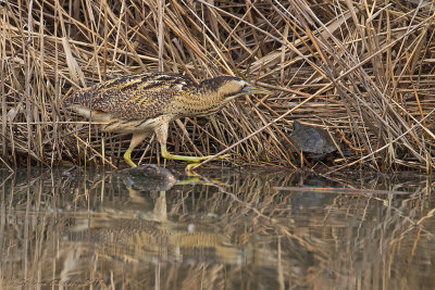 Tarabuso (Botaurus stellaris) - Bittern