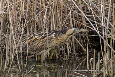 Tarabuso (Botaurus stellaris) - Bittern