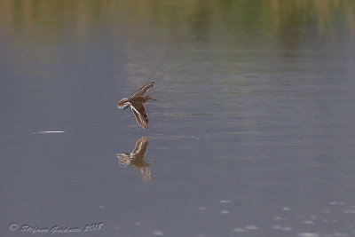 Piro piro piccolo (Actitis hypoleucos) - Common Sandpiper	