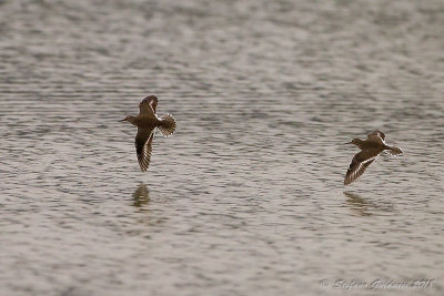 Piro piro piccolo (Actitis hypoleucos) - Common Sandpiper	