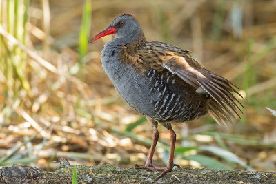 Porciglione (Rallus aquaticus) - Water Rail	